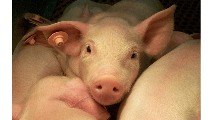 Antibiotic Alternative Scores Well in Second Round of Swine Trials